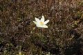 Sasanka alpejska, Pulsatilla alpina, alpine pasqueflower