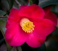 Sasanqua Camellia Flower in Full Bloom