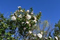 Sasanqua  Camellia sasanqua  flowers. Royalty Free Stock Photo