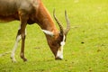 The Sasebi Zulu brown antelope with long horns grazes on green grass