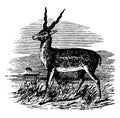 Sasin Antelope vintage illustration
