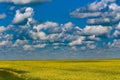 Saskatchewan Canada yellow Canola field bloom Royalty Free Stock Photo