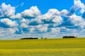 Saskatchewan Canola field in bloom Royalty Free Stock Photo