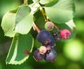 Saskatoon Or Amelanchier Alnifolia Berries