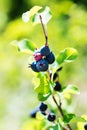 Saskatoon berries ripen on a branch