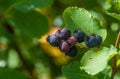 Saskatoon Berries - Amelanchier alnifolia - Fruit Cluster