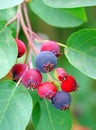 Saskatoon berries on a branch in a garden close up Royalty Free Stock Photo