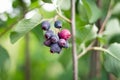 Saskatoon berries on the Bush