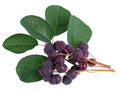 Saskatoon berries isolated on white background. Amelanchier, shadbush, juneberry, irga or sugarplum ripe berries.