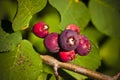 Saskatoon Berries ripening in Summer Royalty Free Stock Photo