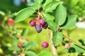 Saskatoon berries. Amelanchier branch