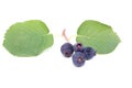 Saskatoon berries on a white Royalty Free Stock Photo