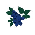 Saskatoon berry. Dark blue berry. Drawing with a small sprig of irgi berries on an isolated white background