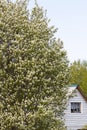 Saskatoon (Latin name Amelanchier.) Royalty Free Stock Photo