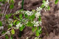 Saskatoon serviceberry flowers. Flowering branch of Amelanchier alnifolia, close-up