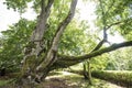 Sasmaka linden in Valdemarpils town - the thickest linden in Latvia and the Baltics Royalty Free Stock Photo