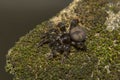 Sason sp, Barychelidae, Thenmala, Kerala. Mygalomorph bark-dwelling trapdoor spiders