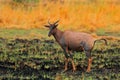 Sassaby, in green vegetation. Hartebeest in the grass, Namibia in Africa. Red , Alcelaphus buselaphus caama, detail portrait of