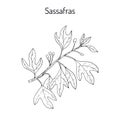 Sassafras albidum medicinal plant