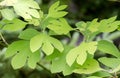 Sassafras leaves, Blue Ridge Mountains Royalty Free Stock Photo