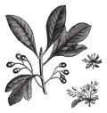 Sassafras or Sassafras albidum vintage engraving