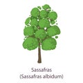 Sassafras icon, flat style