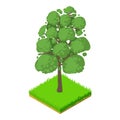 Sassafras icon, isometric style