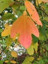 Sassafras leaf Royalty Free Stock Photo