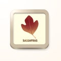 Sassafras leaf. Vector illustration decorative design