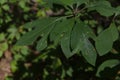 Sassafras Leaves