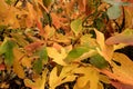 Sassafras Leaves Changing Colors