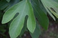 Sassafras Leaves in the Poconos