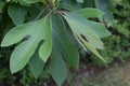 Sassafras Leaves in the Poconos