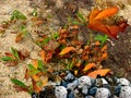 Sassafras Leaves with Rocks