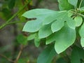 Sassafras Leaves on a Tree in a Local Forest Preserve