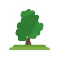 Sassafras tree icon vector sign and symbol isolated on white background, Sassafras tree logo concept