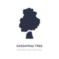 sassafras tree icon on white background. Simple element illustration from Nature concept