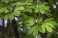 Sassafras tree leaves in detail with bokeh