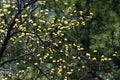 Blooming yellow flowers on sassafras tree