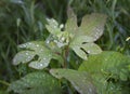 Sassafras tree sapling with morning dew