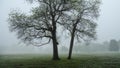 Sassafras trees in the fog in springtime Royalty Free Stock Photo