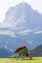 Wheelbarrow full of colorful flowers in the foreground with in the background the Sassolungo mountain which is part of the Dolomit Royalty Free Stock Photo