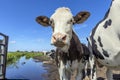 Sassy cow portrait in front of a creek, blue sky in the country