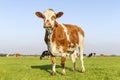 Sassy cow standing full length in front view and copy space, happy cows in background, green grass in a field and a blue sky Royalty Free Stock Photo