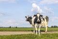 Sassy cows full length on a path in a field, 2 black and white Holstein milk cattle standing happy together, a blue sky and Royalty Free Stock Photo