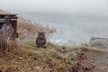 Sat tubby cat sitting on the bank of frozen lake Royalty Free Stock Photo