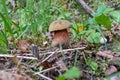 Lurid bolete grows in field Royalty Free Stock Photo