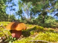 Satanic devils mushroom grow in forest