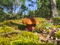 Satanic devils mushroom grow in moss