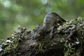 Uroplatus phantasticus, satanic leaf tailed gecko, eyelash leaf tailed gecko, phantastic leaf tailed gecko